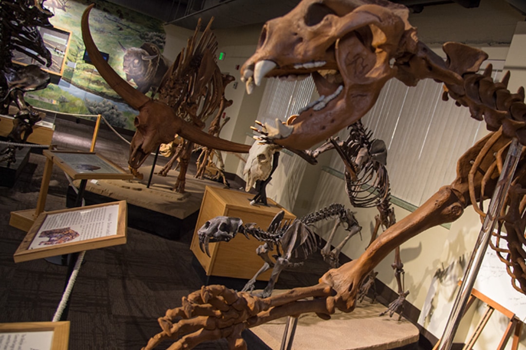 Idaho Museum of Natural History in Pocatello Idaho