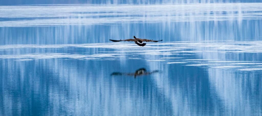 Bird flying over Bear Lake North Beach in the Spring.
