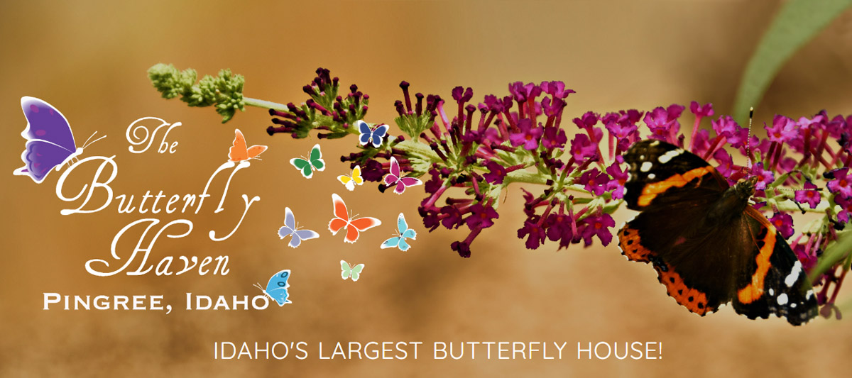 The Butterfly Haven in Pingree Idaho
