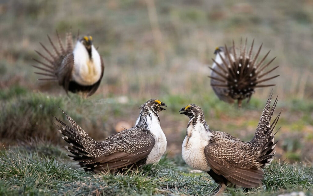 Sage Grouse in the Curlew Grass Lands