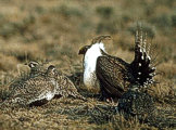 Sage and Sharp Tail Grouse at Curlew National Grassland