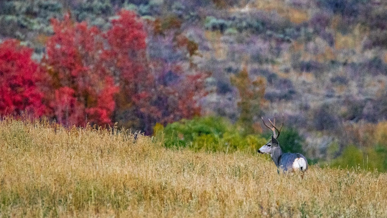 Hunting in Southeast Idaho