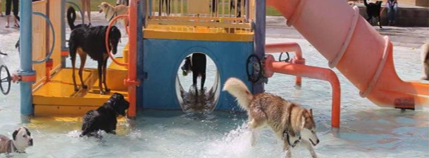 Pocatello Animal Services‎ Splash Dance For Dogs