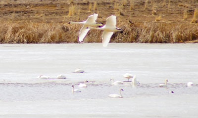Swan Lake Bird Watching in Idaho