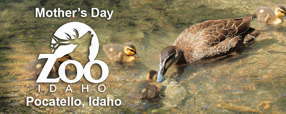 Mothers Day at Zoo Idaho in Pocatello Idaho